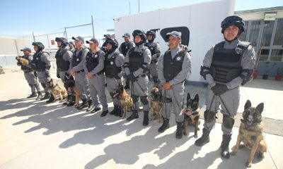 Caninos