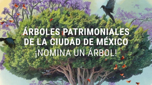 CDMX