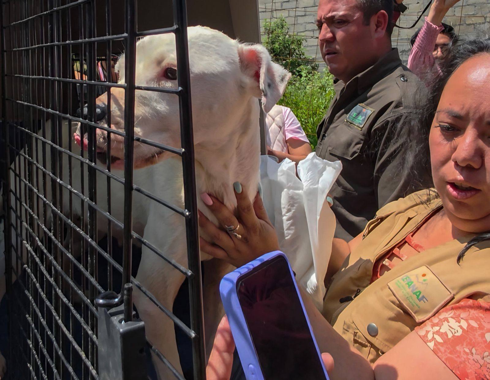 RESCATE ANIMAL