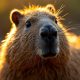 VERANO, CAPIBARA