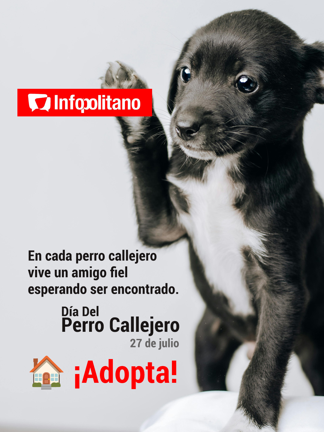 adopta