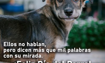 DÍA DEL PERRO