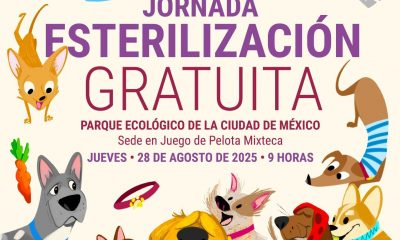 perritos